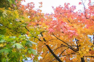 Деревья Осень