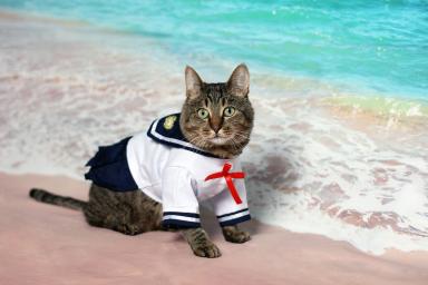sailor cat