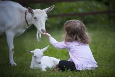 goats and a child