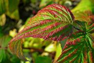 raspberry leaves