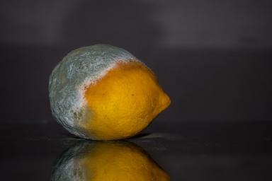 moldy lemon