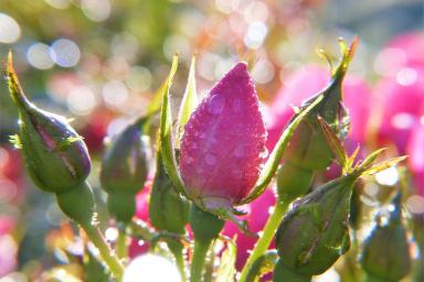 rosebuds
