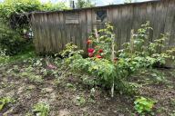 Растение Дача