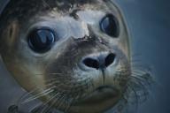 seal