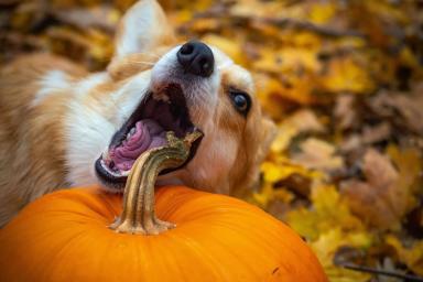 corgi with a pumpkin