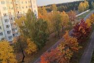 Осень Деревья