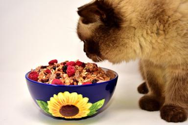 cat with cereals