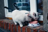 cats eating