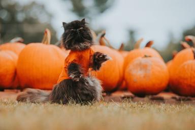 cats with pumpkins