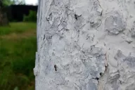 Ствол дерева