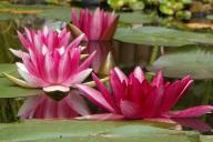 water lilies