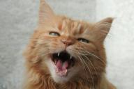 cat meowing