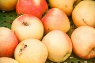 Яблоки
