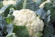 cauliflower