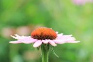coneflower