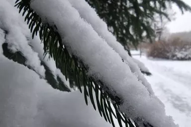 Елка Снег