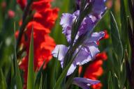 gladiolus