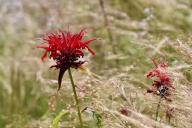monarda