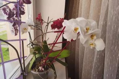Цветы, орхидеи