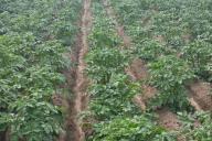 заведующая детского сада. план работы заведующего аптекой. пуртова елена михайловна тюмень детский сад. чеботарёв антон владимирович. заведующего аптекой.