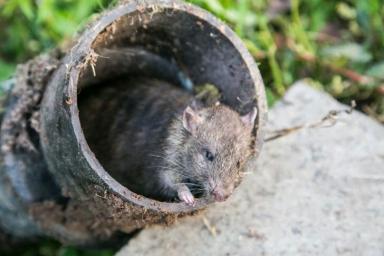 Мышь в трубе