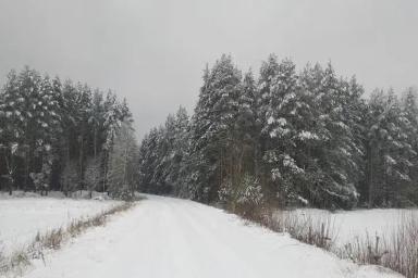Зима, лес