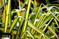 Хлорофитум