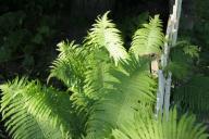 Папоротник