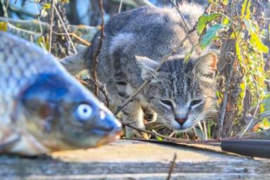 Кошка и рыба