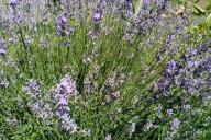 лаванда