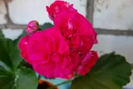 Пеларгония