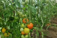 томат