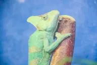 Хамелеон