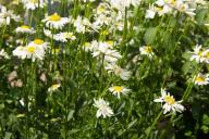 Ромашки