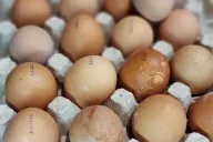 Яйца 