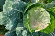 Капуста 