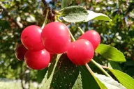 Черешня