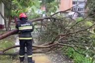 дерево