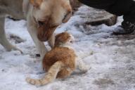 собака и кошка