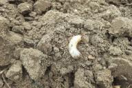 проволочник