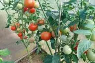 помидоры