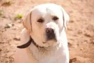 породы собак