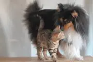 собака и кот