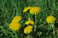 Одуванчики