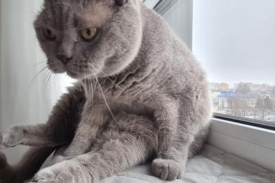 кошка