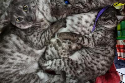 кот