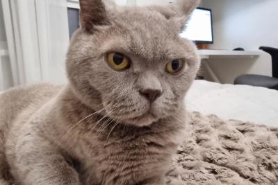 кошка на диване