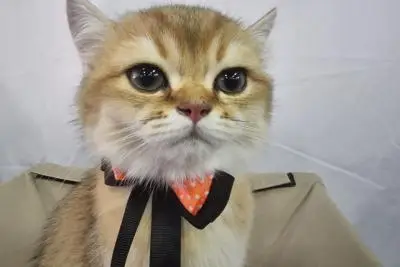 кошка