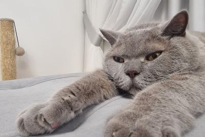 кошка на диване