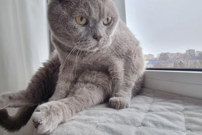 кот на подоконнике